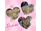 Adopt Renee a Domestic Short Hair