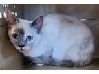 Adopt Aspen a Siamese