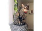 Adopt Habanero a Domestic Short Hair, Tabby