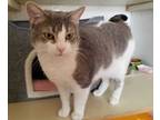 Adopt Missy a Domestic Short Hair