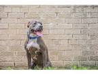 Adopt Pepper VI (New Digs) a Pit Bull Terrier