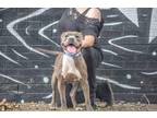 Adopt Pepper VI (New Digs) a Pit Bull Terrier