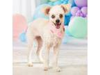 Adopt Pearl V a Poodle