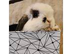 Adopt Appa a American Fuzzy Lop