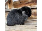 Adopt Wednesday a Holland Lop