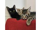 Adopt Total a Domestic Short Hair