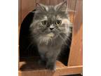 Adopt Selen (Persian) a Persian