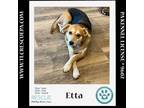 Adopt Etta 012724 a Beagle, Hound