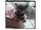 Chihuahua Puppy for sale in Knightdale, NC, USA
