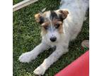 Adopt Eleanor DS* a Jack Russell Terrier, Rat Terrier