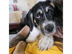 Adopt Bria JH a Border Collie, Terrier