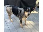 Adopt Megan a Australian Cattle Dog / Blue Heeler