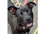 Adopt Indie a Black Labrador Retriever, Terrier