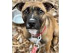 Adopt Angel a Black Mouth Cur, Terrier