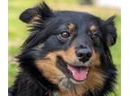 Adopt Missy 2 a Australian Shepherd, Terrier