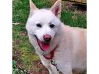 Adopt Judy a Jindo, Mixed Breed