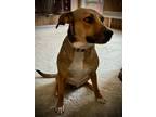 Adopt Abby a German Shepherd Dog, Pit Bull Terrier