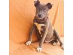 Adopt Kahlua 24-04-026 a Husky, Pit Bull Terrier