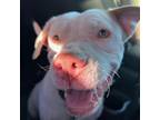 Adopt Adeline aka Addie a Pit Bull Terrier, Pointer