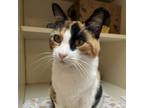 Adopt Dolly a Domestic Short Hair