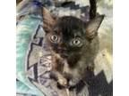 Adopt Guppy a Domestic Short Hair