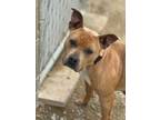 Adopt Heidi a Pit Bull Terrier, Mixed Breed