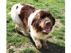 Adopt Bella the Newfie a Newfoundland Dog