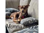 Adopt Momma Frankie a Mixed Breed