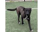 Adopt Dakota a Mixed Breed