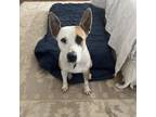 Adopt Carey Mulligan a Mixed Breed