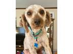 Adopt Maggie a Poodle