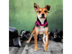 Adopt Bea a Beagle, Cattle Dog