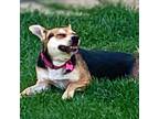 Adopt Bea a Beagle, Cattle Dog