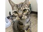 Adopt Cinnamon a Domestic Short Hair