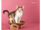 Adopt Patches a Domestic Medium Hair