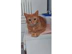 Adopt Clementine a Domestic Short Hair