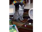 Adopt Sabrina a Domestic Short Hair