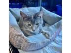 Adopt Sailor a Domestic Short Hair