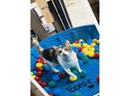 Adopt Tootsie ~Meet me at Chuck & Don's - EP~ a Tabby, Calico