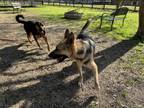 Adopt Grace Benavidas Princess Buttercup a German Shepherd Dog, Shepherd