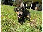 Adopt Petunia Anderson a Labrador Retriever, Beagle