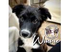 Adopt Winnie Garcia a Border Collie, Labrador Retriever