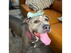 Adopt Adelaide Cupcake a American Staffordshire Terrier, Pit Bull Terrier