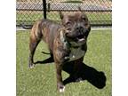 Adopt Dez a Pit Bull Terrier