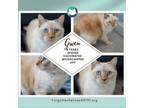 Adopt Gwen a Siamese