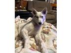 Adopt Charity a Australian Cattle Dog / Blue Heeler