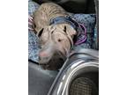 Adopt LINGLU-MING a Shar-Pei