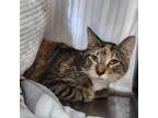 Adopt Cali a Domestic Short Hair