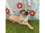 Adopt Shelley a Cattle Dog, Shar-Pei