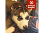 Adopt Huckleberry - Loves dogs! - $50 Adoption Special! a Husky